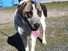 Wer schenkt dem kleinen Luke ein Zuhause?