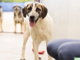 Wer schenkt dem kleinen Luke ein Zuhause?