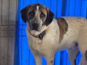 Wer schenkt dem kleinen Luke ein Zuhause?