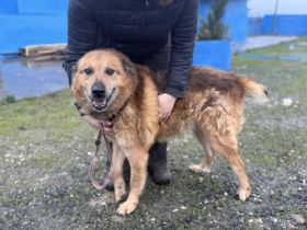 Hallo, ich bin Donny. Adoptierst du mich?