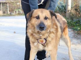 Hallo, ich bin Donny. Adoptierst du mich?