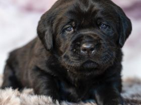 Labradorwelpen aus Vereinszucht