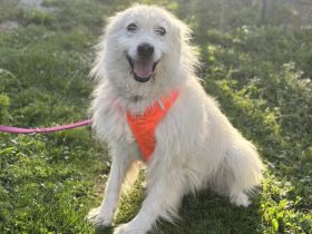 Achtung, hier kommt Filou, eine weiße Flauschwolke.