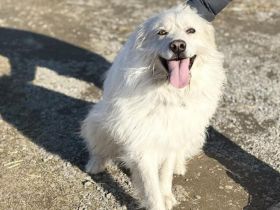 Achtung, hier kommt Filou, eine weiße Flauschwolke.