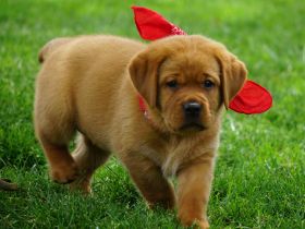 * Wurfankündigung * Labradorwelpen in dunklem foxred   -  Labrador Welpen