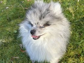 Pomerainen Welpen weiblich