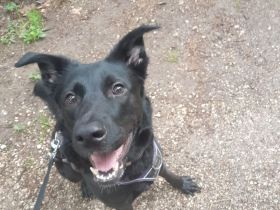 Labrador Schäferhund Mischling