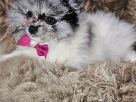 Zwergspitz/Pomeranian welpen dürfen ausziehen