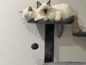 BKH Katze und Kater 9 und 7 Monate