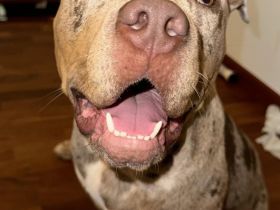 American Bully XL ženska