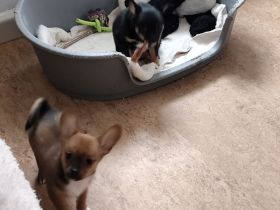 Also meine Welpen suchen einen guten Platz für immer