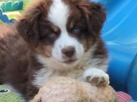 Mini /miniature Australian Shepherd Welpen