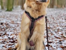 Golden Retriever aus Tierheim & Tierschutz in MecklenburgVorpommern