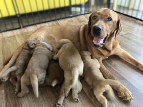 🐾 5 Foxred Labrador Welpen suchen liebevolles Zuhause 🏡❤️