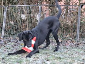 Junghund sucht Zuhause