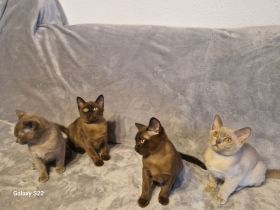 Burma Kitten