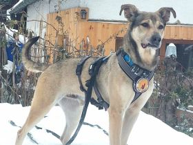 Janeiro sucht ein vertrauensvolles Zuhause.