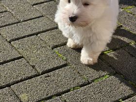 Westie Welpen