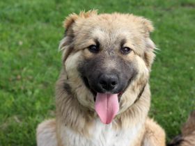 Zarte und Liebevolle Arika such ihre eigene Familie