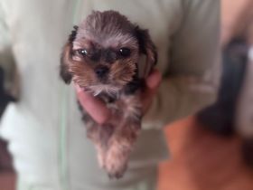 Kleinbleibende Yokshire - Piginese welpen