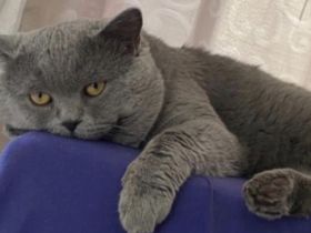 Deckkater Bkh im Blau