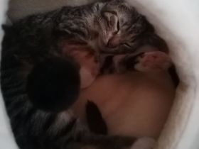 Hauskatze zu verkaufen