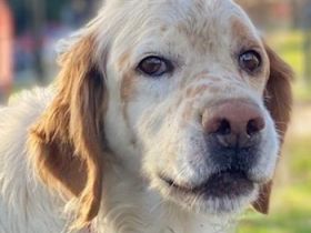 Mael, geb. ca. 01/2021, lebt in GRIECHENLAND, auf einer privaten Pflegestelle