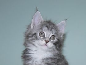 Maine Coon Mädchen mit gutem Stammbaum 7 Wochen ab März