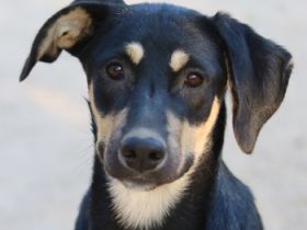 Nepal, Myanmar, geb. ca. 01/2024, lebt in GRIECHENLAND, auf einer privaten Pflegestelle