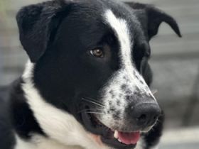 Cooper, geb. ca. 06/2023, lebt im Tierheim Ulm