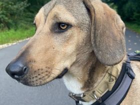 Obi, geb. ca. 12/2023, lebt im Tierheim Ulm