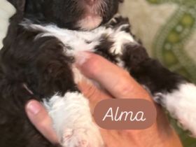 Lagotto Romagnolo Welpen!