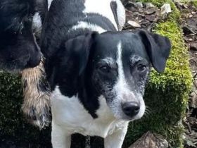 8j. Jack Russell Terrier Hündin sucht neues Zuhause