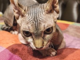 Sphynx Katze n Kind geb.21.02.26 suchen ein neues Zuhause