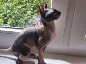 Sphynx Katze n Kind sucht ein neues Zuhause
