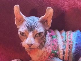Sphynx Katze n Kinder geb.21.02.26 suchen ein neues Zuhause