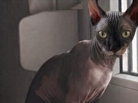 Sphynx Katze n Kind sucht ein neues Zuhause