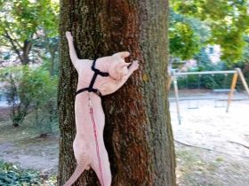 Sphynx Katzen Kinder geb.21.02.26 suchen ein neues Zuhause