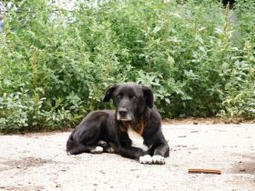 Mojo sucht seine Menschen