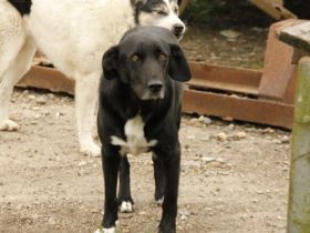 Mojo sucht seine Menschen