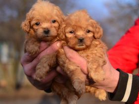 Maltipoo Welpen