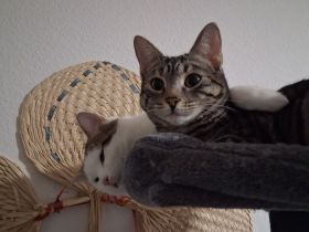 Katzen zu verkaufen
