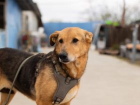 Hallo, ich bin Cecile! Adopt. Don´t shop!