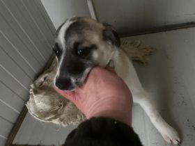 Nele - sucht ein aktives und eher ländliches Zuhause