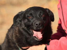 Bobby - ist ein toller Kerl