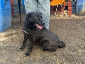 Bobby - ist ein toller Kerl