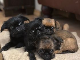 Belgische Griffon-Welpen