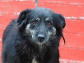 Lina - sucht ein eher ruhiges Zuhause