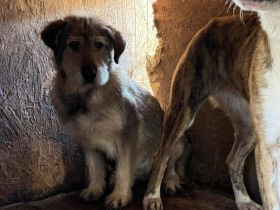 Empathische Menschen für verängstigte Shelly gesucht