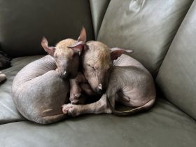 Nackthundefreunde aufgepasst!